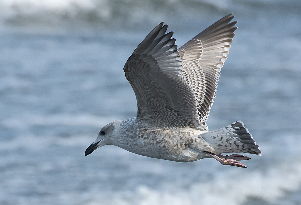 Schleswig Holstein Ostsee 09_2015 KA7_5643 als Smartobjekt-1 Kopie.jpg - Ein Schwarm Möwen kreiste über uns